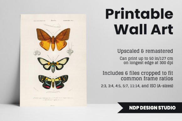 Download Vintage Moth Illustration Printable Art - Printable art Collection